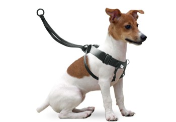 Karlie - Gentledog, Easy Walker