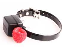 PAC - Mini Empfänger für Ferntrainer