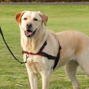 TRIXIE - Lead'n'Walk Soft Trainingsgeschirr