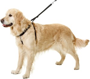 Karlie - Gentledog, Easy Walker L